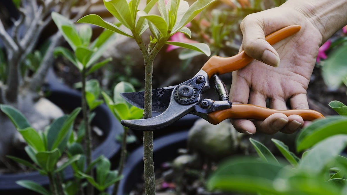 Image for Pruning service