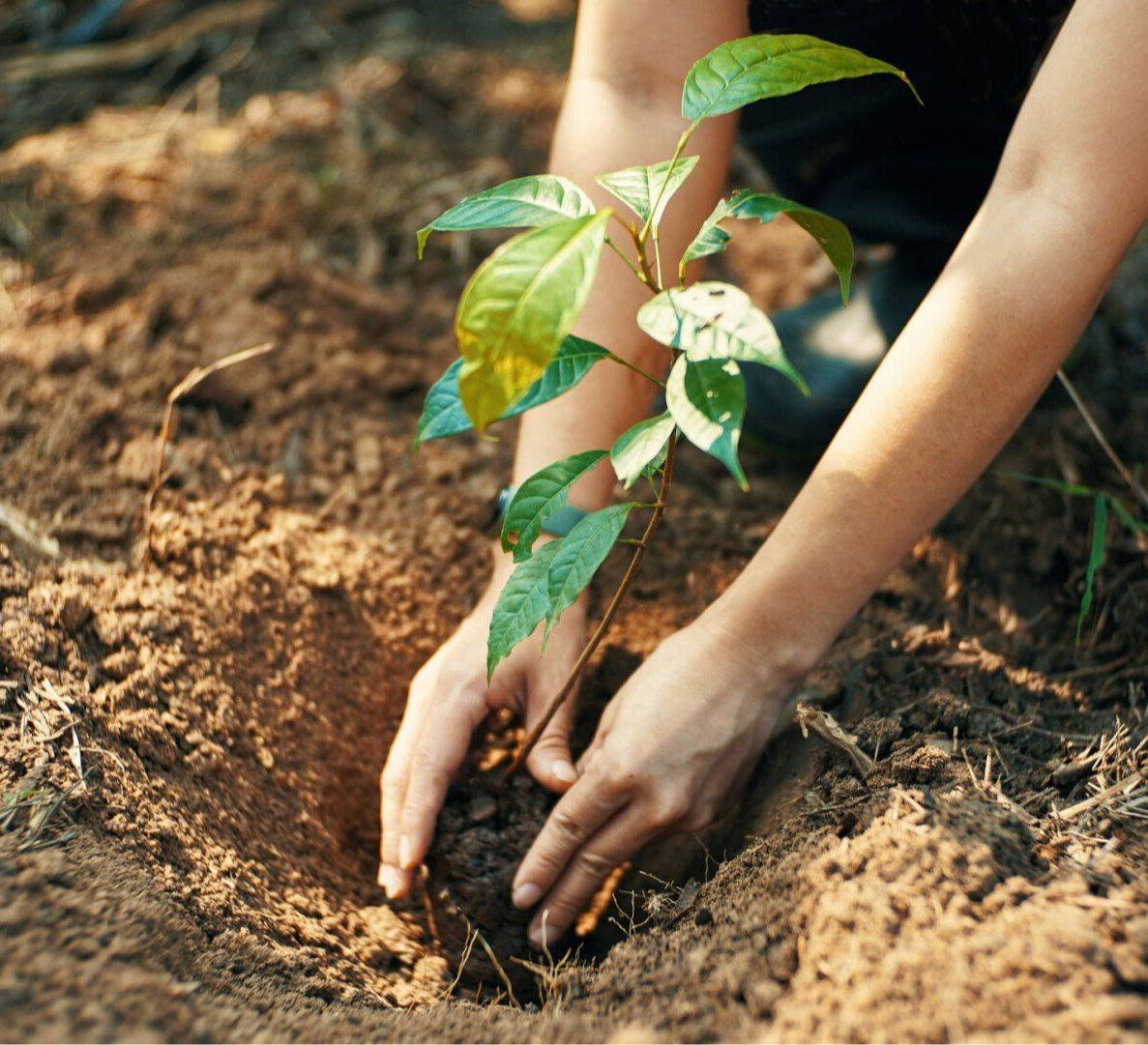 <p>Tree Planting in Boardman, OH</p>