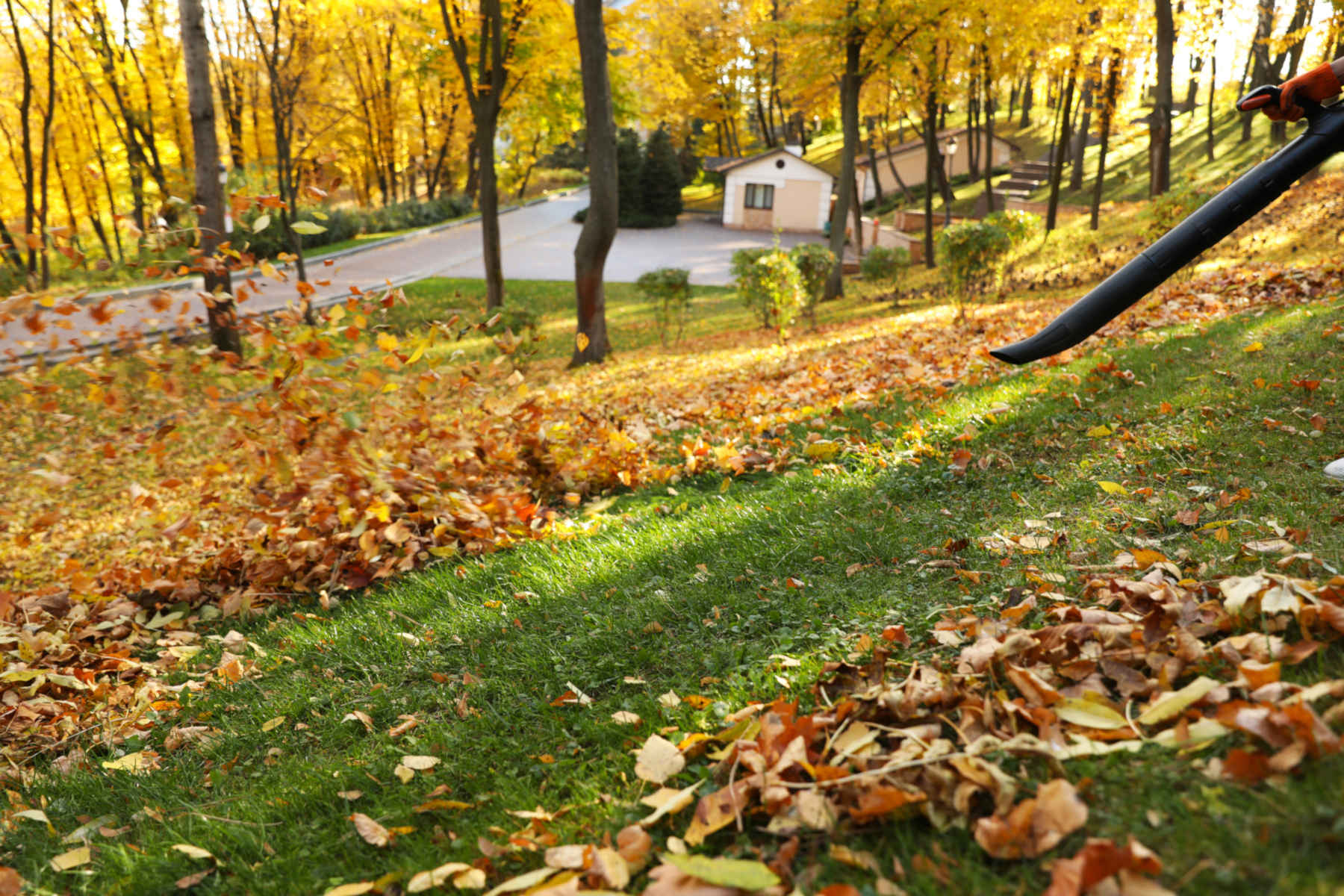 Image for Leaf removal service